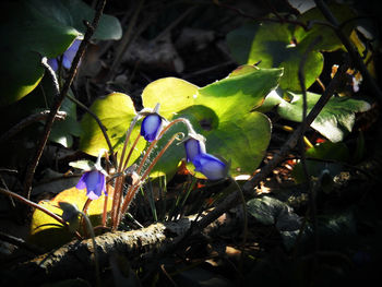 Close-up of plants