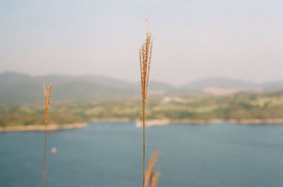 Close-up of stalks against the sky