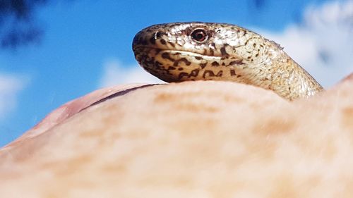 Close-up of a lizard