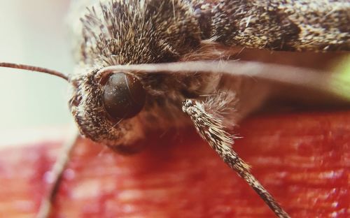 Macro shot of insect