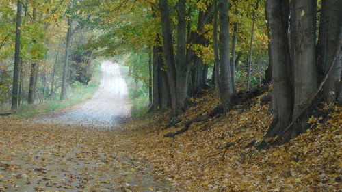 Road amidst trees in forest during autumn