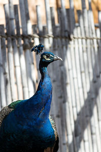 Close-up of a bird looking away