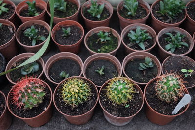 High angle view of potted plants in greenhouse