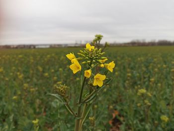 Yellow flowering plants growing on field