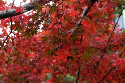 Low angle view of trees