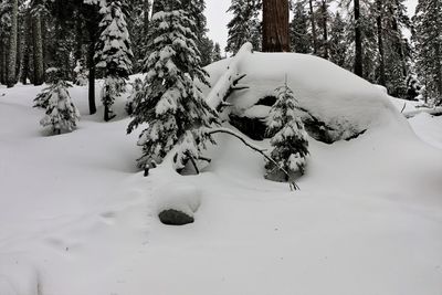 Close-up of tree in snow