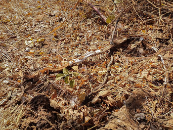 High angle view of dried autumn leaves on field