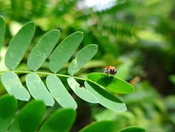 Close-up of ladybug on leaf