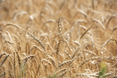 Close-up of wheat growing on field