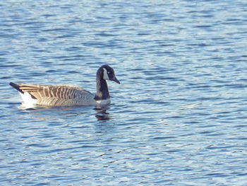 Duck swimming in lake