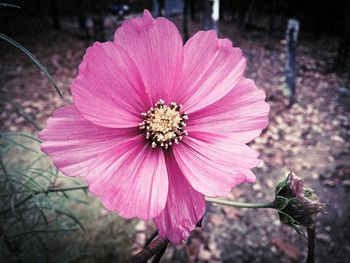 Close-up of pink flower