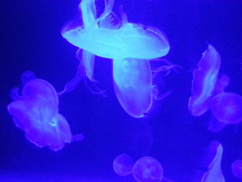 Close-up of jellyfish swimming in water