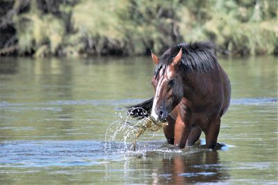 Close-up of horse drinking water
