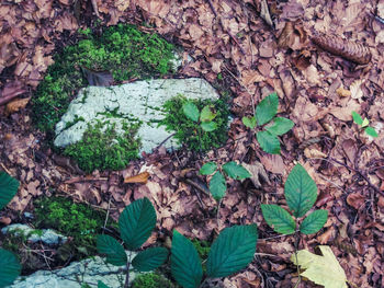 Close-up of plant growing in forest