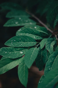 Close-up of wet leaves