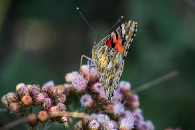 Close-up of butterfly pollinating on flower