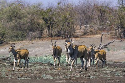Antelopes walking on land against trees in forest
