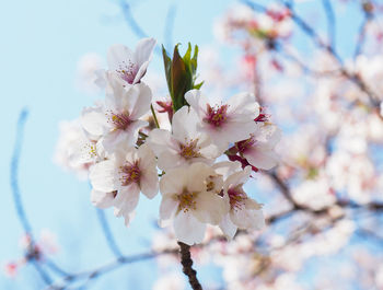 Close-up of cherry blossoms