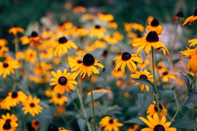 Close-up of sunflowers blooming outdoors