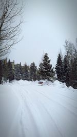 Snow covered trees against sky