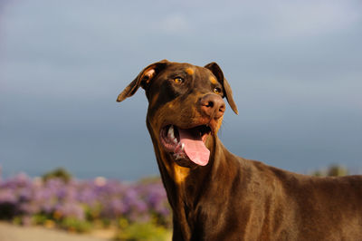 Doberman pinscher against sky