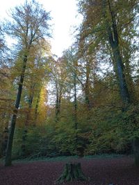Trees in forest during autumn