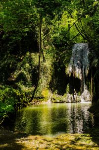 Scenic view of river amidst trees in forest