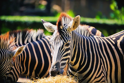 Zebras in a zoo