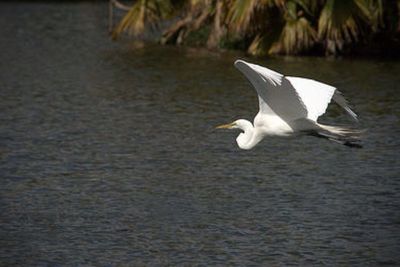 Seagull flying over water