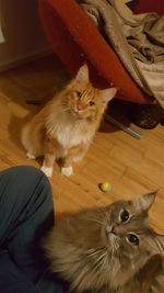 Cat sitting on floor at home