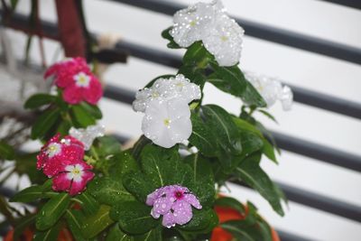 Close-up of water drops on flowering plant