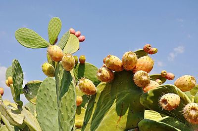 Low angle view of flowering tree against sky