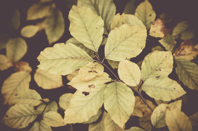 Close-up of leaves