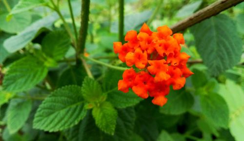 Close-up of flowers blooming outdoors