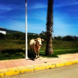 Cow on landscape against sky