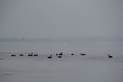 Birds flying over sea against sky