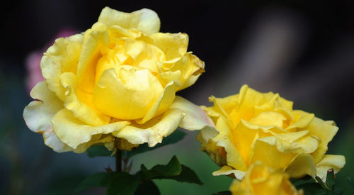 Close-up of yellow flowers blooming outdoors