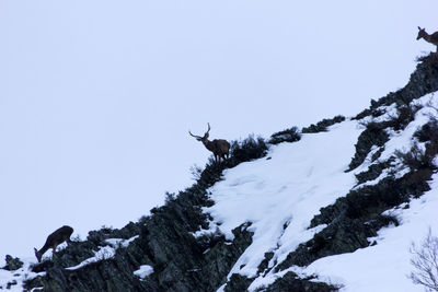 Low angle view of snow on tree against clear sky