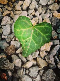 High angle view of stone wall
