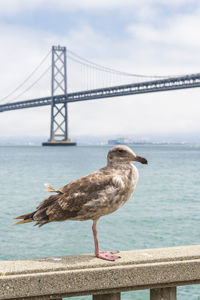 Young seagull in san francisco with the bay bridge in the background.