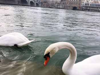 Close-up of swan swimming in lake