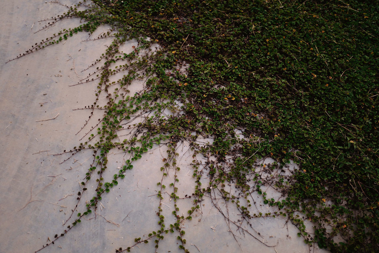 HIGH ANGLE VIEW OF PLANTS GROWING ON FIELD