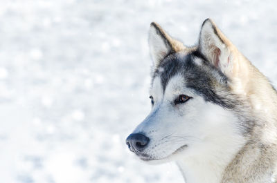 Close-up of dog looking away