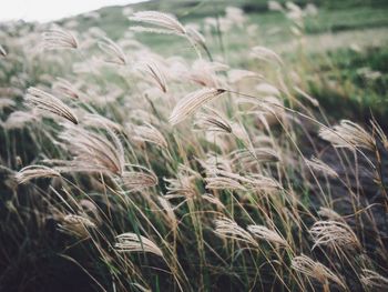 Close-up of plants growing on field