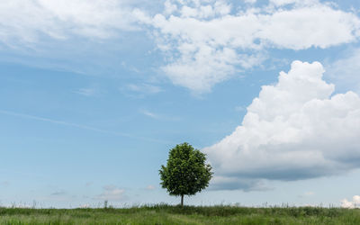 Single green small tree in a meadow