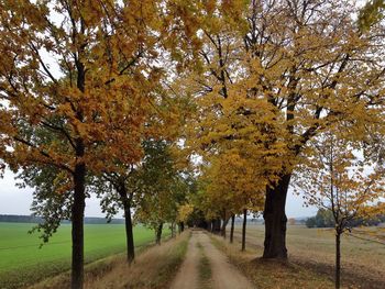 Road passing through a forest