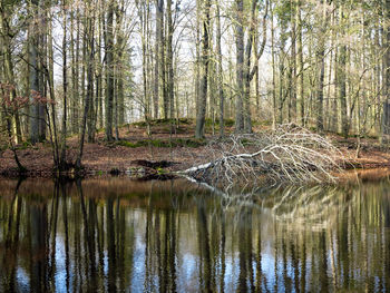 Reflection of trees in lake