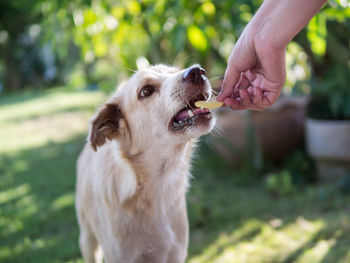 Close-up of hand holding dog