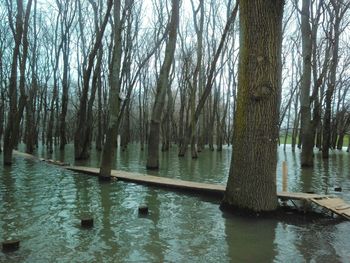 Reflection of trees in lake