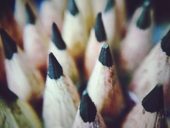 Full frame shot of leaves